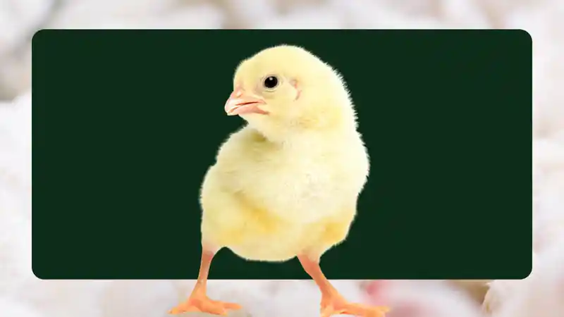 Broiler poultry production
