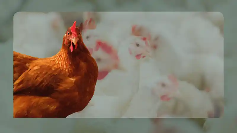 Kroiler dual-purpose poultry production