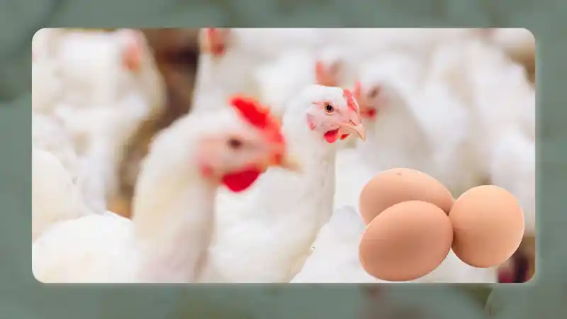 Layer poultry production